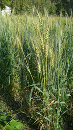 Load image into Gallery viewer, Wheat (Bread) - Ceres