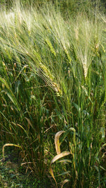 Load image into Gallery viewer, Wheat (Species) - T. Petropavlovskyi