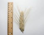 Load image into Gallery viewer, Wheat (Durum) - Banyoles Blue