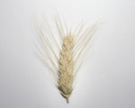 Load image into Gallery viewer, Wheat (Durum) - Banyoles Blue