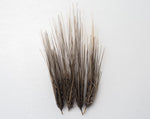 Load image into Gallery viewer, Barley (Hulled) - Black Alberta