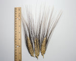 Load image into Gallery viewer, Wheat (Durum) - Black Tip