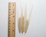 Load image into Gallery viewer, Wheat (Einkorn) - Blond