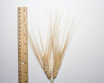 Load image into Gallery viewer, Wheat (Durum) - Kubanka