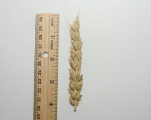 Wheat (Bread) - Pembina
