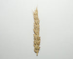 Load image into Gallery viewer, Wheat (Bread) - Pembina
