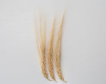 Load image into Gallery viewer, Barley (Hulled) - Peru Cebada