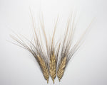 Load image into Gallery viewer, Wheat (Species) - Polish Khorassan