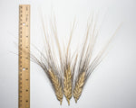 Load image into Gallery viewer, Wheat (Species) - Polish Khorassan