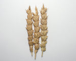Load image into Gallery viewer, Wheat (Bread) - Rouge de Bordeaux