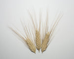 Load image into Gallery viewer, Wheat (Species) - T. Timopheevi