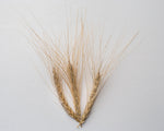 Load image into Gallery viewer, Wheat (Species) - Ethiopian