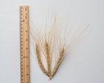 Load image into Gallery viewer, Wheat (Species) - Ethiopian