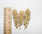 Load image into Gallery viewer, Wheat (Species) - Barrel