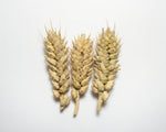 Load image into Gallery viewer, Wheat (Species) - Barrel