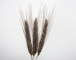 Load image into Gallery viewer, Wheat (Einkorn) - Charcoal