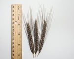 Load image into Gallery viewer, Wheat (Einkorn) - Charcoal