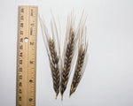 Load image into Gallery viewer, Wheat (Einkorn) - Egyptian