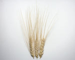 Load image into Gallery viewer, Wheat (Durum) - Xeres