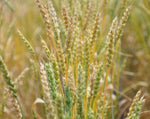 Load image into Gallery viewer, Wheat (Bread) - Pembina