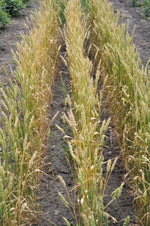 Load image into Gallery viewer, Wheat (Bread) - Pembina