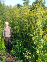 Load image into Gallery viewer, Herb - Lovage