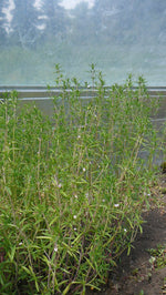 Load image into Gallery viewer, Herb - Summer Savory