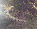 Load image into Gallery viewer, Elymus - Canada Wild Rye