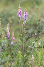 Load image into Gallery viewer, Hedysarum - American