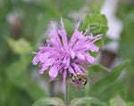 Load image into Gallery viewer, Monarda - Bee Balm
