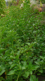 Load image into Gallery viewer, Jaltomata