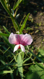 Load image into Gallery viewer, Tinga