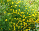 Load image into Gallery viewer, Tagetes (Signet/Gem Marigold) - Lemon Gem