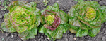 Load image into Gallery viewer, Lettuce (Butterhead) - Pirat