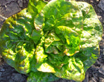 Load image into Gallery viewer, Lettuce (Butterhead) - Pirat