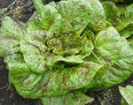 Load image into Gallery viewer, Lettuce (Romaine) - Forellenschluss