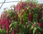Load image into Gallery viewer, Amaranthus - Love-Lies-Bleeding