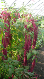 Load image into Gallery viewer, Amaranthus - Love-Lies-Bleeding