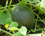 Load image into Gallery viewer, Melon - Kazakh Honeydew