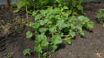 Load image into Gallery viewer, Melon - Kazakh Honeydew