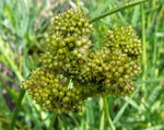 Load image into Gallery viewer, Eleusine - Dragon's Claw Millet