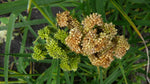 Load image into Gallery viewer, Eleusine - Dragon's Claw Millet