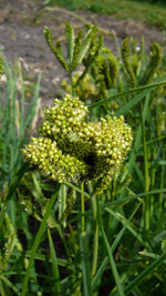Load image into Gallery viewer, Eleusine - Dragon's Claw Millet
