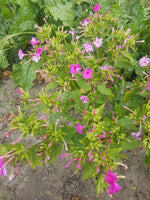 Load image into Gallery viewer, Mirabilis (Four O'Clocks) - Marbles Mix