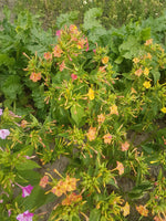 Load image into Gallery viewer, Mirabilis (Four O'Clocks) - Marbles Mix