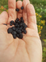 Load image into Gallery viewer, Mirabilis (Four O'Clocks) - Marbles Mix