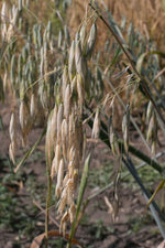 Load image into Gallery viewer, Oat (Hulless) - Baton