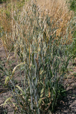 Load image into Gallery viewer, Oat (Hulless) - Baton