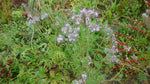 Load image into Gallery viewer, Phacelia – Wild Heliotrope