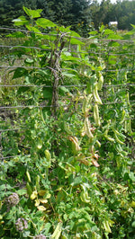 Load image into Gallery viewer, Snow Pea (Tall) - Carouby de Maussane